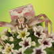 Imagen para el artículo titulado El autor de la foto ganadora de este concurso de fotografía de insectos tenía fobia a los insectos